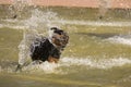 Happy Rottweiler Playing in the Water Fountain