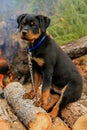 Happy Rottweiler Puppy Royalty Free Stock Photo