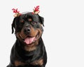 happy rottweiler puppy with christmas tree branches headband panting Royalty Free Stock Photo
