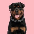 happy rottweiler puppy with collar sticking out tongue and panting Royalty Free Stock Photo