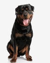 happy rottweiler puppy looking forward and sticking out tongue Royalty Free Stock Photo