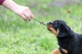 Happy rottweiler puppy playing outdoors Royalty Free Stock Photo