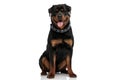Happy rottweiler puppy wearing collar and sticking out tongue Royalty Free Stock Photo