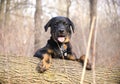 Happy rottweiler puppy on the woods Royalty Free Stock Photo