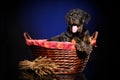 Happy Rottweiler in wicker basket