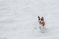 Happy running jack russell terrier on sand in summer time