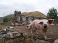 Happy running pigs in georgian mountains - abandoned animal farm