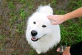 Happy Samoyed Dog Being Petted on Head by Child Royalty Free Stock Photo