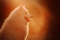 Happy samoyed dog portrait outdoors at sunset