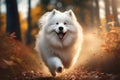 Happy samoyed dog running through autumn forest. Beautiful white dog walking in nature. AI generative.