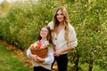 Happy school girl and beautiful mother with red apples in organic orchard. Happy woman and kid daughter picking ripe Royalty Free Stock Photo