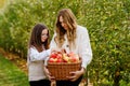 Happy school girl and beautiful mother with red apples in organic orchard. Happy woman and kid daughter picking ripe Royalty Free Stock Photo