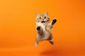 Happy Scottish Fold Cat In Jumping, In Flight On Orange Background. Generative AI