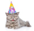 Happy Scottish highlander cat in birthday hat lying with cupcake. isolated on white background