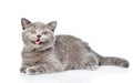 Happy Scottish kitten looking at camera. isolated on white background