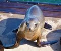 Happy seal pup resting on a dock near the water Royalty Free Stock Photo