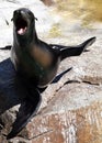 Happy Seal Smiling and Waving Royalty Free Stock Photo