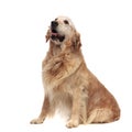 Happy seated golden retriever pants and looks to side
