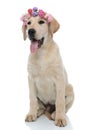 Happy seated labrador retriever wearing flowers headband