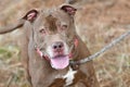 Happy senior Chocolate Labrador and Pitbull Terrier mix dog with gray muzzle Royalty Free Stock Photo