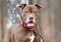 Happy senior Chocolate Labrador and Pitbull Terrier mix dog with gray muzzle Royalty Free Stock Photo
