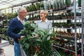 Senior couple are choosing potted plant at garden center Royalty Free Stock Photo