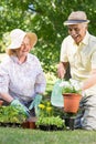 Happy senior couple gardening Royalty Free Stock Photo