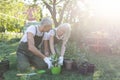 Happy senior couple gardening and talking, transplanting plants from pots at sunny spring day, free space Royalty Free Stock Photo