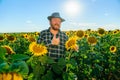 Happy senior farmer looking at camera with thumb up gesture standing in sunflower field. Royalty Free Stock Photo
