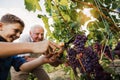 Senior is picking grapes with his grandson