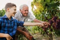 Senior is picking grapes with his grandson