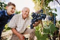 Senior is picking grapes with his grandson