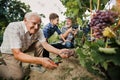 Senior is picking grapes with his son and grandson