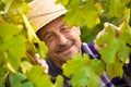 Happy senior vintner Royalty Free Stock Photo