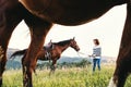 A senior woman holding a horse by his lead on a pasture. Royalty Free Stock Photo