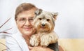 Happy senior woman (over age of 50) hugging lovely Yorkshire terrier (York) dog. Pensioner and animal. Royalty Free Stock Photo