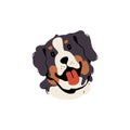Happy Sennenhund avatar. Furry pup muzzle of Bernese Mountain dog. Cute puppy head portrait. Amusing doggy shows tongue Royalty Free Stock Photo