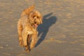 Happy shaggy goldendoodle dog running along the shore of a beach on a sunny day
