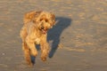 Happy shaggy goldendoodle dog running along the shore of a beach on a sunny day