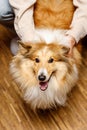 Happy sheltie looking down at the owner.