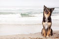 Happy Shepherd Crossbreed Dog at Beach Royalty Free Stock Photo