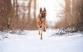 Happy shepherd dog running in fresh snow