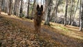 A happy shepherd dog stands in the autumn forest
