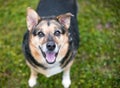 A happy Shepherd mixed breed dog Royalty Free Stock Photo