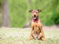 A happy Shepherd x Terrier mixed breed dog