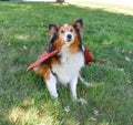 Happy Shetland Sheepdog (Sheltie Dog) Red Dragon Wings Halloween Royalty Free Stock Photo