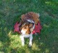 Happy Shetland Sheepdog (Sheltie Dog) Red Dragon Wings Halloween Royalty Free Stock Photo