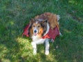 Happy Shetland Sheepdog (Sheltie Dog) Red Dragon Wings Halloween Royalty Free Stock Photo