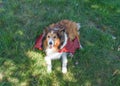 Happy Shetland Sheepdog (Sheltie Dog) Red Dragon Wings Halloween Royalty Free Stock Photo