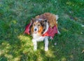 Happy Shetland Sheepdog (Sheltie Dog) Red Dragon Wings Halloween Royalty Free Stock Photo